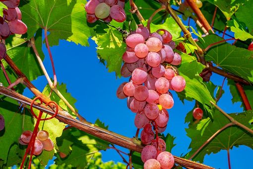 Vendemmia posticipata in Lombardia: la raccolta dell'uva slitta di una settimana per il clima pazzo