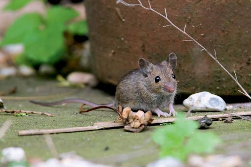 Che cosa sono le esche rodenticidi?