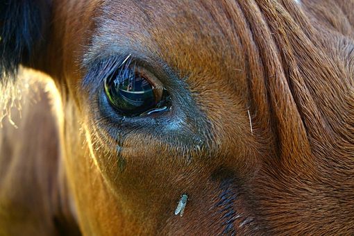 Inter, alla festa scudetto una mucca imbrattata. Parte la denuncia dell’Oipa