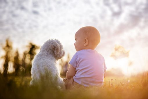PETFESTIVAL 2022, che spettacolo!
