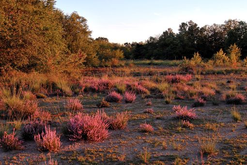 La Brughiera di Lonate Pozzolo