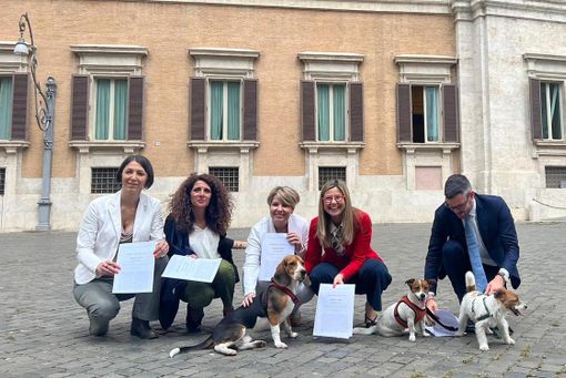 Animali da affezione, Gadda: «Serve inquadramento giuridico toelettatori» Animali da affezione, Gadda: «Serve inquadramento giuridico toelettatori»