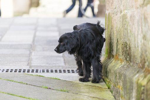 Commercianti ed esercenti infuriati con i proprietari di cani: «Stufi di pulire la pipì» Commercianti ed esercenti infuriati con i proprietari di cani: «Stufi di pulire la pipì»