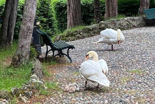 Non ce l'hanno fatta tre piccoli cigni dei Giardini Estensi: «Non dategli cibo e non avvicinatevi» Non ce l'hanno fatta tre piccoli cigni dei Giardini Estensi: «Non dategli cibo e non avvicinatevi»