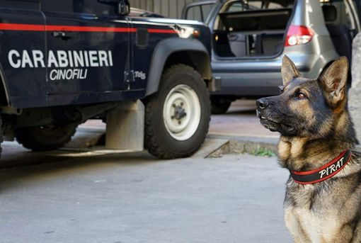 Unità cinofile tra la movida e in piazza Repubblica, droga nelle fioriere e 5 giovani segnalati