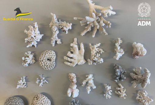 I coralli sequestrati all'aeroporto di Linate I coralli sequestrati all'aeroporto di Linate