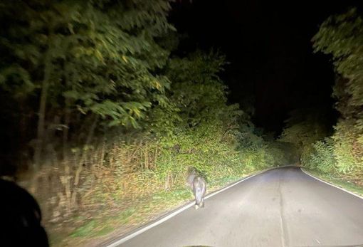 La foto del pony a passeggio a Cislago da IlSaronno.it