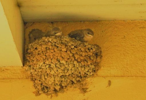 Una coppia di rondini nidifica a Vedano Olona