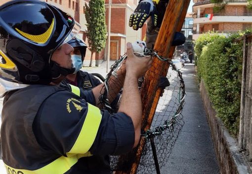 Colombe salvate dai vigili del fuoco. L'appello: «Pensate di liberarle ai matrimoni, ma le condannate a morte»