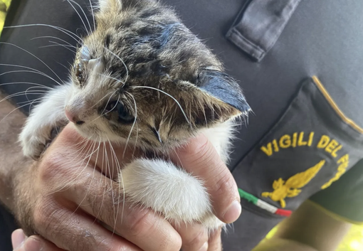 Gattino cade in un "vespaio": lo salvano i vigili del fuoco. E trova subito una famiglia Gattino cade in un "vespaio": lo salvano i vigili del fuoco. E trova subito una famiglia