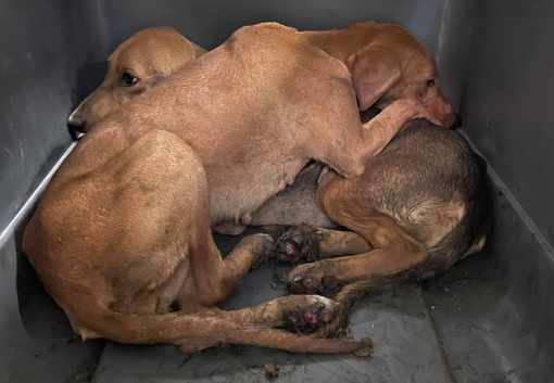 Alcuni animali soccorsi, la dottoressa Pais con Palla e altri cagnolini e gli aiuti che stanno arrivando