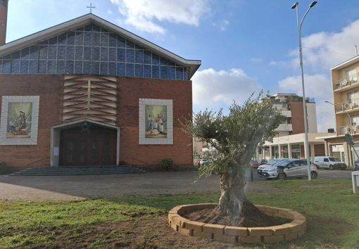 La pianta di ulivo messa a dimora a Beata Giuliana