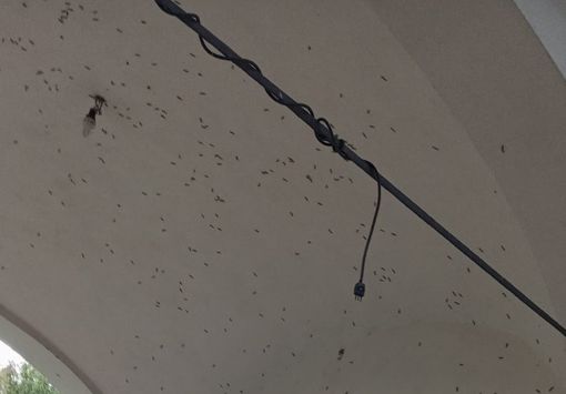 L'insetto sul muro della chiesetta di Madonna in Campagna a Sacconago