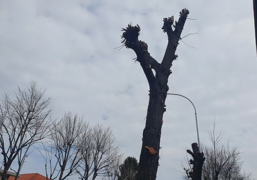 Potature, a Busto c’è anche chi ricorre al fai da te