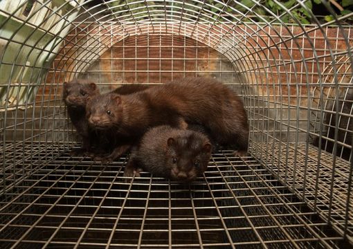 Coronavirus e visoni, la Lombardia chiede la dismissione degli allevamenti degli animali da pelliccia