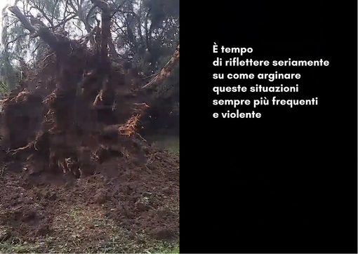 Gorla Maggiore, albero storico della scuola media sradicato. Il sindaco: «Serve riflessione» Gorla Maggiore, albero storico della scuola media sradicato. Il sindaco: «Serve riflessione»
