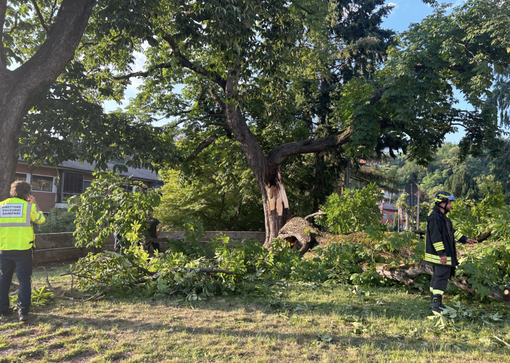 Albero crollato a Luino, ci sono due indagati