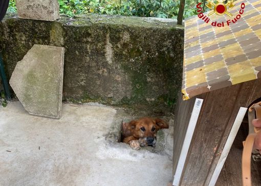 FOTO. Cunardo, cane resta incastrato in un canale di scolo. Salvato dai vigili del fuoco