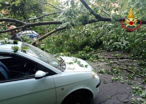 FOTO. Grosso albero cade in viale Europa colpendo un veicolo di passaggio: paura stamattina a Varese e traffico in tilt