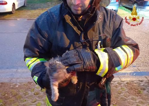 FOTO - Gatto si incastra tra le ruote posteriori di un'auto. Lo salvano i vigili del fuoco