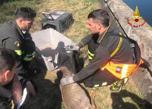 Lonate Pozzolo, cerbiatto finisce nel canale: salvato dai vigili del fuoco Lonate Pozzolo, cerbiatto finisce nel canale: salvato dai vigili del fuoco