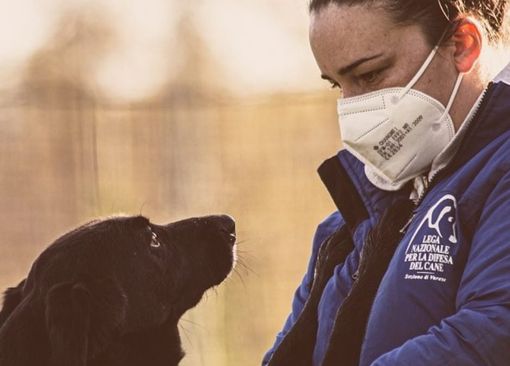 Il nuovo canile di Varese diventa un caso nazionale: «Quel bando mette in pericolo gli animali»
