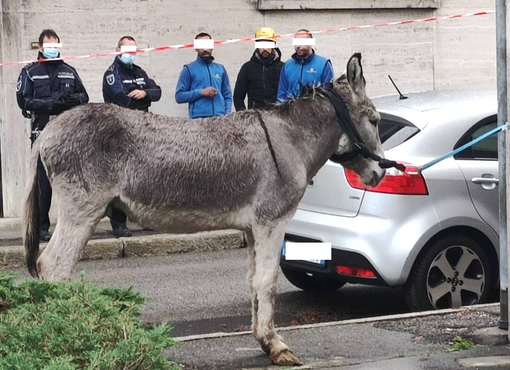 L'asino in via Mameli nella foto dell'avvocato Dario Celiento