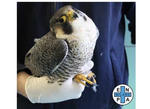 foto dalla pagina Facebook di Enpa Milano