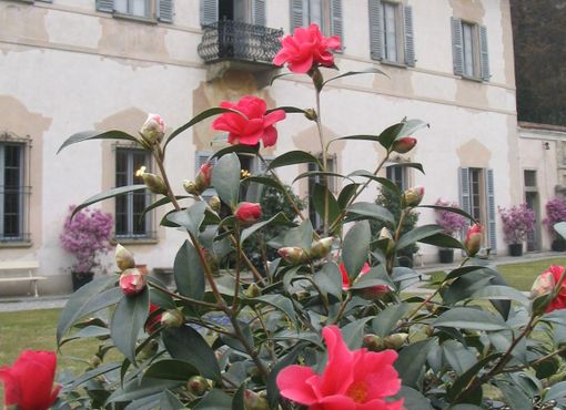 CHE FARE NEL WEEKEND. Tre giorni nella natura con la Fiera delle Camelie e tante attività nel territorio