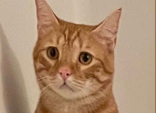 Il gatto Oreste è stato ritrovato Il gatto Oreste è stato ritrovato