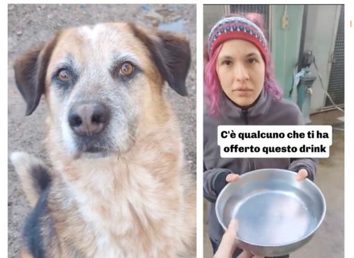 Il canile di Busto sfodera i suoi latin lover: lasciatevi conquistare