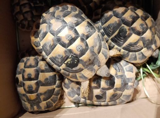 Alcune delle tartarughe abbandonate tra Busto e Castellanza