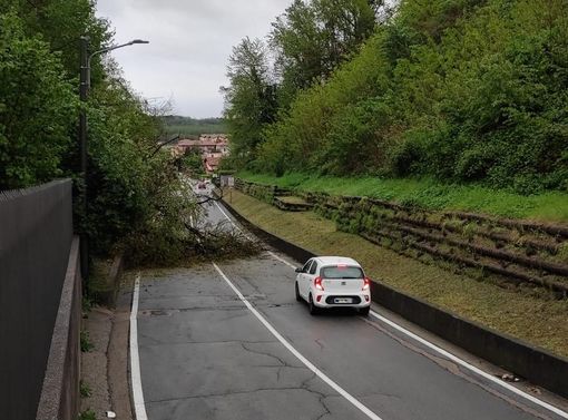 L'albero caduto in via Macchio a Cavaria con Premezzo