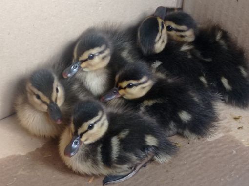 VIDEO. Olgiate, la Polizia locale salva sette piccoli germani reali