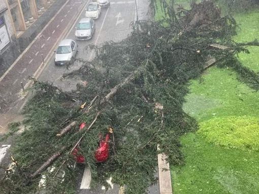 L'albero caduto su un'auto in Corso Italia a Legnano L'albero caduto su un'auto in Corso Italia a Legnano