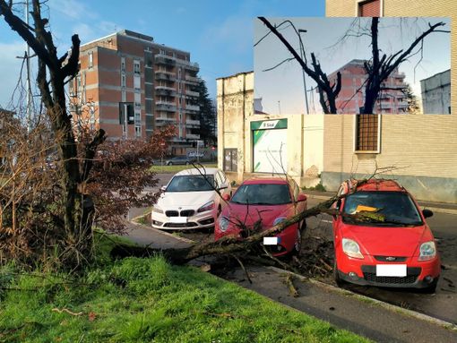 Albero su auto vicino al mercato: cronaca di una caduta annunciata Albero su auto vicino al mercato: cronaca di una caduta annunciata
