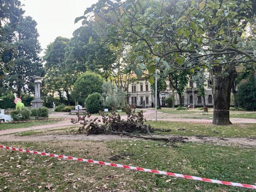 Ramo caduto nel parco di via Foscolo,  ordine di rimuovere la pianta malata