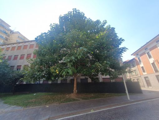 Da cinque anni la paulownia svetta nel ricordo delle vittime dei bombardamenti atomici