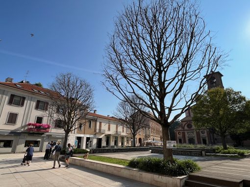Lunedì mattina l’abbattimento dei tre bagolari morti in piazza San Magno a Legnano Lunedì mattina l’abbattimento dei tre bagolari morti in piazza San Magno a Legnano