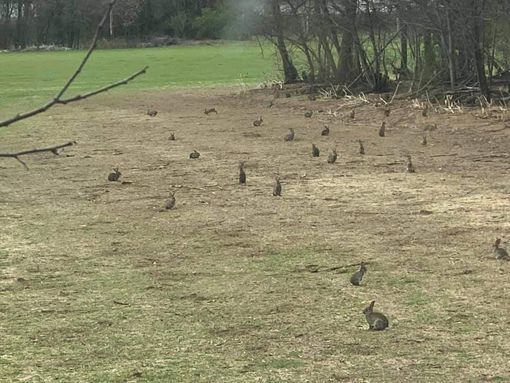 Colonia di conigli al Pam, proliferazione e danni all'agricoltura Colonia di conigli al Pam, proliferazione e danni all'agricoltura