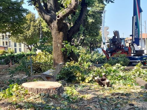 VIDEO - Cassano Magnago: giù i primi tigli in piazza XXV Aprile VIDEO - Cassano Magnago: giù i primi tigli in piazza XXV Aprile