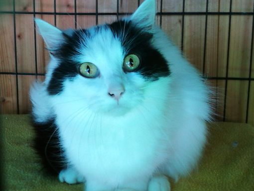 Sempre più mici abbandonati: «Aiutate l'Oasi felina di Castellanza»
