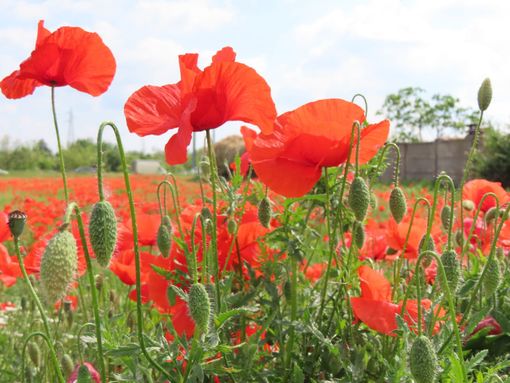 I papaveri anche nella zona industriale - foto per cortesia di Agostino Di Francesco