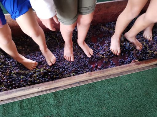 A piedi nudi tra i grappoli d'uva. Sotto, alcuni momenti alla fattoria didattica per i bambini di Paffulandia Kids