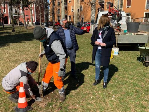 La piantumazione delle paulownie con l'assessore Laura Rogora e il consigliere Orazio Tallarida La piantumazione delle paulownie con l'assessore Laura Rogora e il consigliere Orazio Tallarida