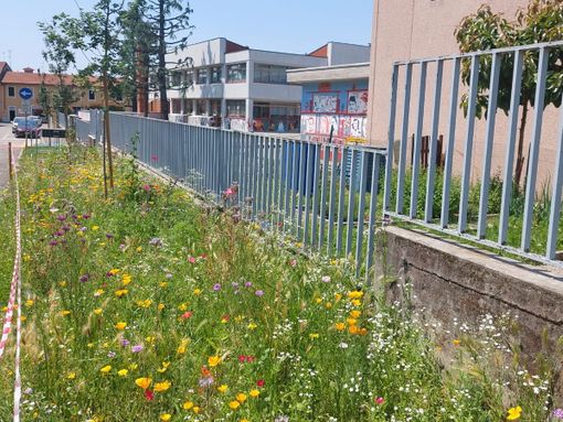 Marnate: le aiuole di via Repubblica sono un prato fiorito. E fanno felici le api
