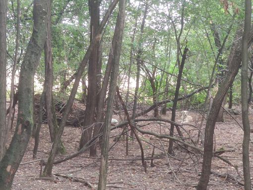 Cani liberi al Parco Alto Milanese: «Si intervenga»