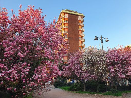 Busto, primavera in anticipo davanti alle Poste Busto, primavera in anticipo davanti alle Poste