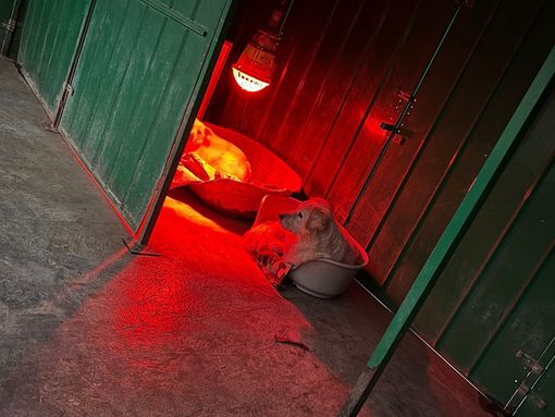 Il "gelo" della bolletta: oltre 3.800 euro per tenere al caldo i cani fragili Il "gelo" della bolletta: oltre 3.800 euro per tenere al caldo i cani fragili