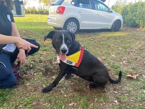 FOTO e VIDEO. Salvare vite con il proprio cane: «Un affare di cuore» FOTO e VIDEO. Salvare vite con il proprio cane: «Un affare di cuore»